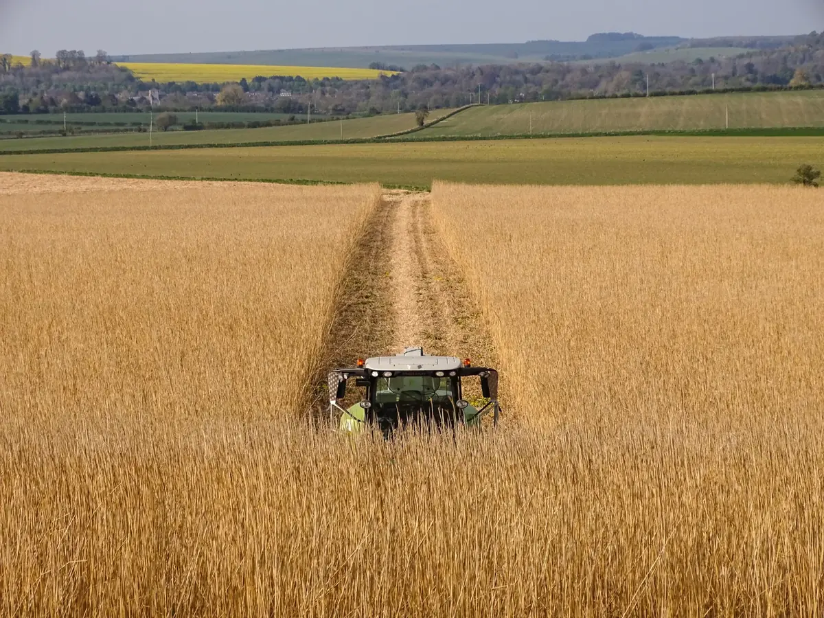 Miscanthus crop being harvested in a field